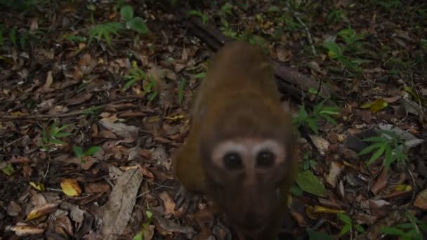 Ассам Макака Життя Мавпи Лісі Мила Мавпи Природі — стокове відео