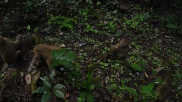 阿萨姆猴子 森林中猴子的生活 自然界中可爱的猴子 — 图库视频影像