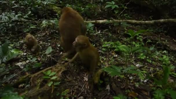 Assam Macaque Μαϊμού Ζωή Του Πιθήκου Στο Δάσος Χαριτωμένο Μαϊμού — Αρχείο Βίντεο