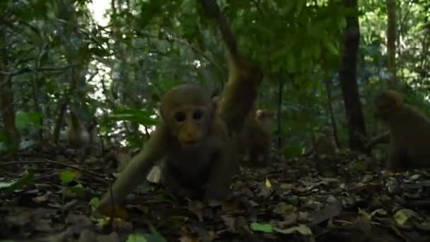 Assam Makak Apa Livet För Apa Skogen Söt Apa Naturen — Stockvideo