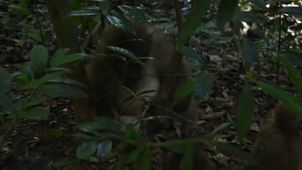 Assam Makak Apa Livet För Apa Skogen Söt Apa Naturen — Stockvideo