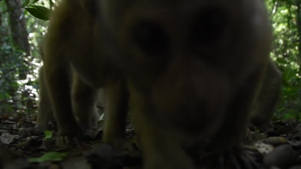 Assam Makakenaffe Affenleben Wald Niedlicher Affe Der Natur — Stockvideo