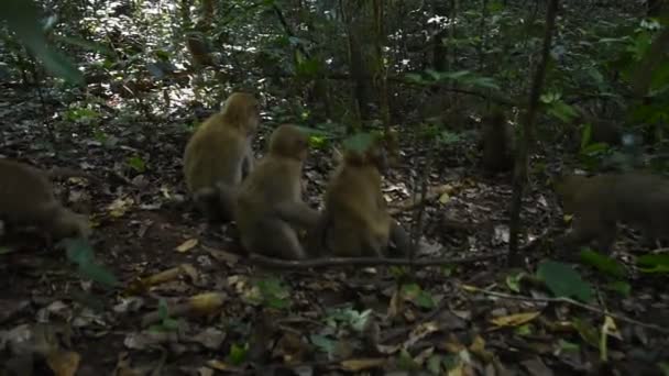 Assam Macaque Monkey Life Monkey Forest Cute Monkey Nature — Stock Video