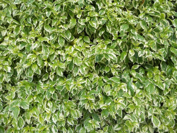 Yeşillik arka plan, çit