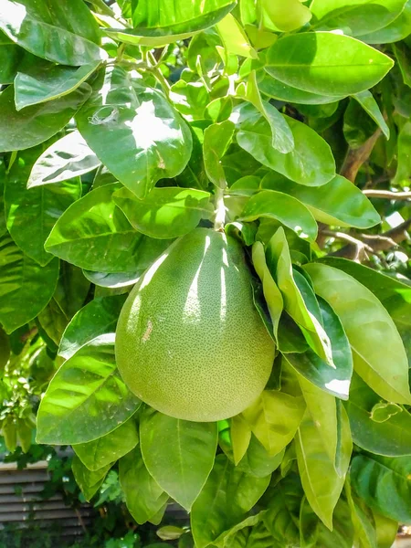 Pomelo, citrusfélék — Stock Fotó
