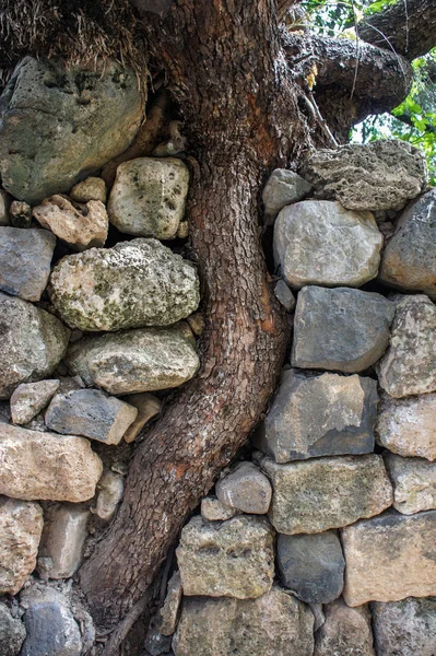 Tronco Curvado Del Árbol Crece Pared Piedra Vieja Árbol Torcido — Foto de Stock