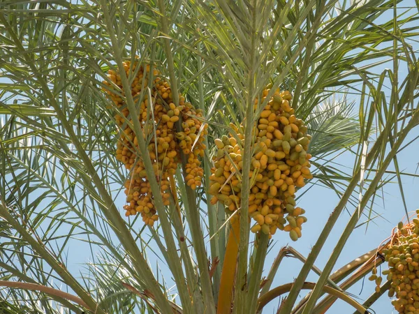 Clusters of dates, date palm fruits