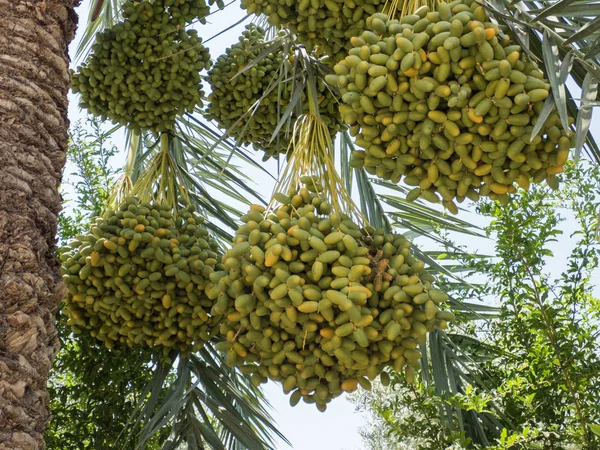 Clusters of dates, date palm fruits