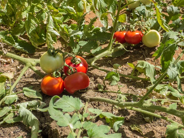 Olgunlaşma domates meyve dalında büyüyen