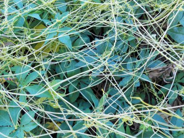 Tırmanma bıyığın bitki, palmate loblu yaprakları