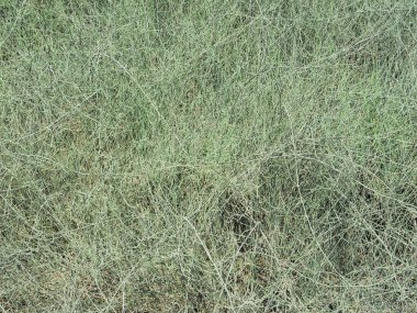 Ephedra, çiçek dokulu arka plan