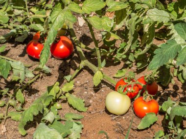 Olgunlaşma domates meyve dalında büyüyen