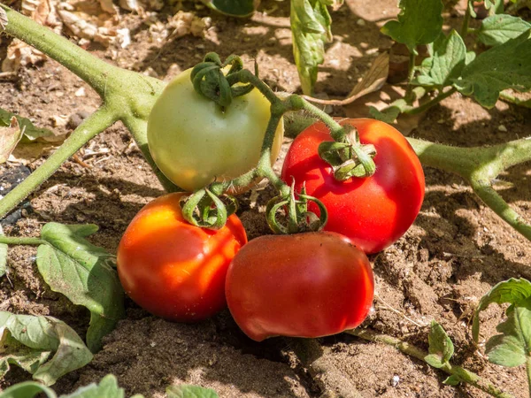 Olgunlaşma domates meyve dalında büyüyen