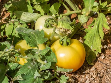 Olgunlaşmamış domates meyve dalında büyüyen