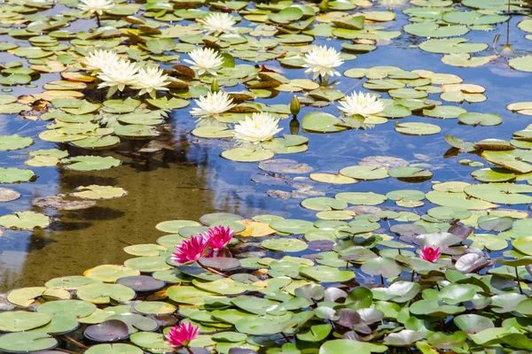 Blossoming Nymphaea, white and fuchsia-colored water lilies on the water surface surrounded by floating round leaves in pond