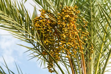 Hurma, küme sürü tarihleri, hurma meyve hasat tarihi meyvelerin close-up meyvelerini olgunlaşma