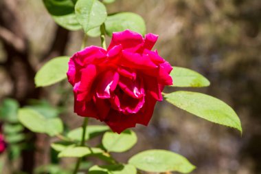 Kırmızı gül, yakın çekim arka plan bulanık, seçici odak üzerinde koyu pembe gül bahçesinde çiçek açan