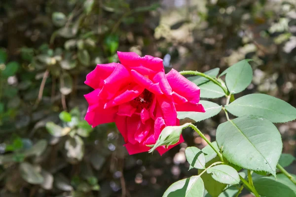 Blühende Rote Rose Nahaufnahme Einer Dunkelrosa Rose Garten Auf Verschwommenem — Stockfoto