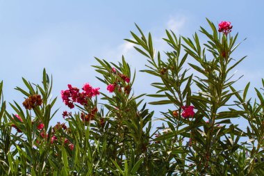 Nerium oleander, pembe zakkum Bush çiçekli