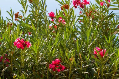 Nerium oleander, pembe zakkum Bush çiçekli
