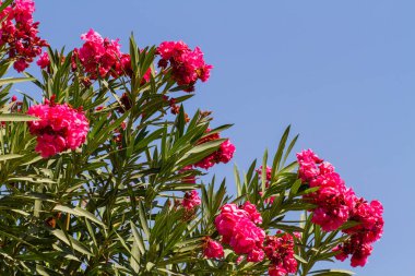 Nerium oleander, pembe zakkum Bush çiçekli