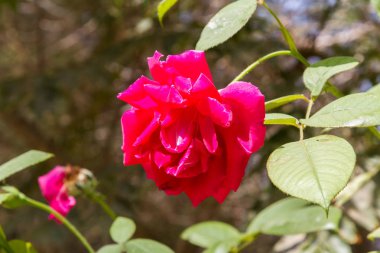 Kırmızı çiçek Bahçe, bulanık arka planda gül
