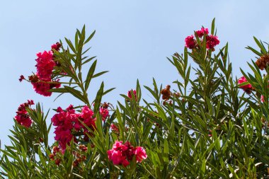 Çiçek açan Nerium oleander, zakkum Bush mavi gökyüzü arka plan, İsrail florası üzerinde pembe terry çiçekli çiçekli