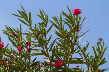 Çiçek açan Nerium oleander, zakkum Bush mavi gökyüzü arka plan, İsrail florası üzerinde pembe terry çiçekli çiçekli