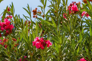 Çiçek açan Nerium oleander, zakkum Bush mavi gökyüzü arka plan, İsrail florası üzerinde pembe terry çiçekli çiçekli