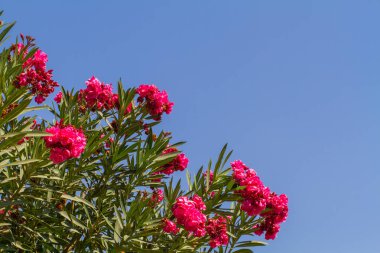 Çiçek açan Nerium oleander, zakkum Bush mavi gökyüzü arka plan, İsrail florası üzerinde pembe terry çiçekli çiçekli