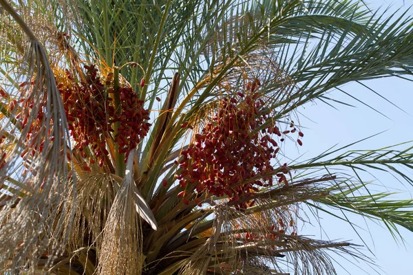 Frutti di palma da dattero, grappolo di frutta — Foto Stock
