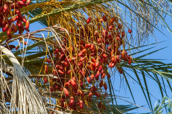 Date palm fruits, cluster of date fruits