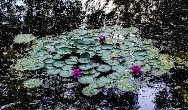 Водяні лілії або квітка лотоса (s), каченята з відображенням на воді . — стокове фото
