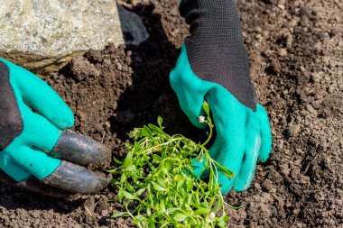 Bahçıvanlar, saksıya çiçek ekerek toprak ya da toprak ekerler..