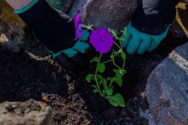 Toprakta çiçek dikim bahçıvanlar el