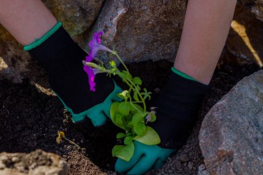 Toprakta çiçek dikim bahçıvanlar el