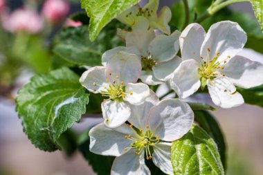 Elma ağaçları çiçek. üreme organları stamens ve genellikle parlak renkli corolla yaprakları tarafından çevrili olan carpels oluşan bir bitki, tohum taşıyan parçası,