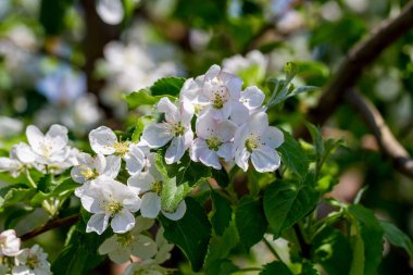 Elma çiçeği beyaz çiçekler ve mavi gökyüzü bahar arka plan kadar yakın.