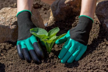 Toprakta çiçek dikim bahçıvanlar el