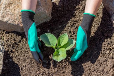 Toprakta çiçek dikim bahçıvanlar el