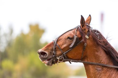 Hipodrom kahverengi baş at koşum yeşil orman arka plan üzerinde içinde