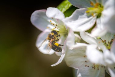Arı, çiçek açan bir elma ağacının üzerinde oturur ve onu döller..