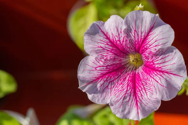 Crimson Kleurrijke Bloeiende Petunia Bloemen Petunia Hybrida — Stockfoto