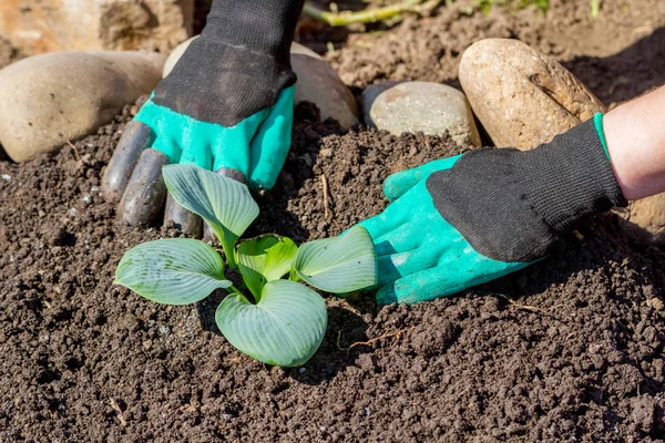 Tukang Kebun Tangan Menanam Bunga Dalam Pot Dengan Tanah Atau — Stok Foto