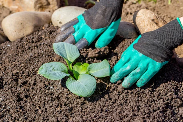 Tukang Kebun Tangan Menanam Bunga Dalam Pot Dengan Tanah Atau — Stok Foto