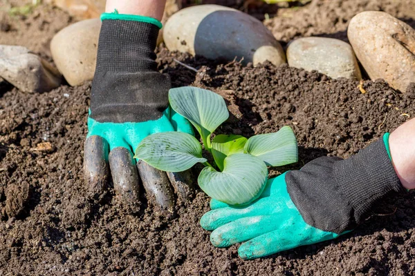 Tukang Kebun Tangan Menanam Bunga Dalam Pot Dengan Tanah Atau — Stok Foto