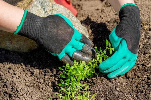 Bahçıvanlar, saksıya çiçek ekerek toprak ya da toprak ekerler..