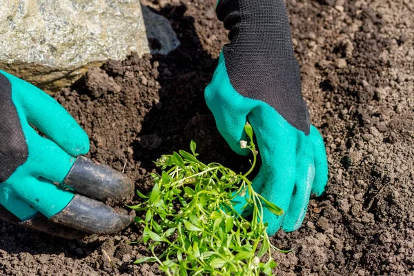 Bahçıvanlar, saksıya çiçek ekerek toprak ya da toprak ekerler..