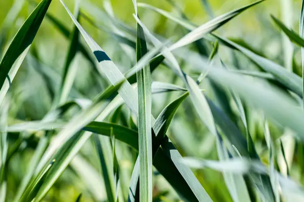 Háttere Álló Fiatal Zöld Fokhagyma — Stock Fotó