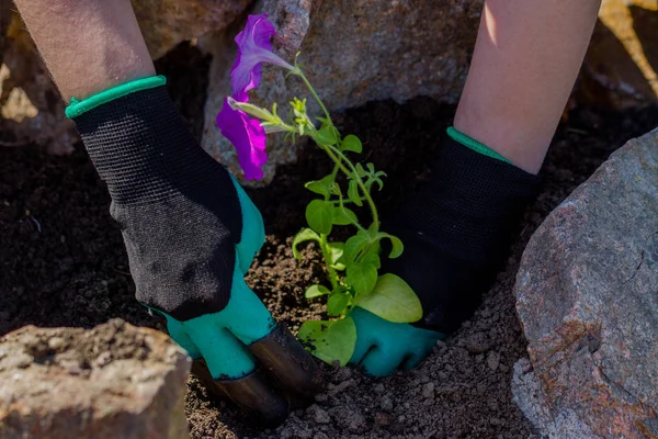 Tukang Kebun Tangan Menanam Bunga Tanah — Stok Foto
